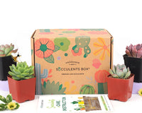 Succulents Box