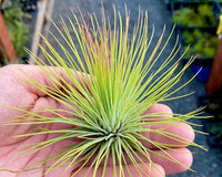 Air Plants Monthly