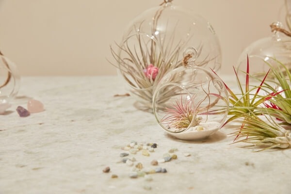 airplants.jpg