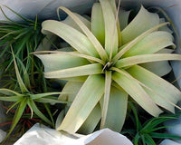 Air Plants Monthly