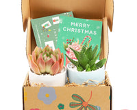 Succulents Box