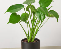 Monstera 'Split-Leaf'