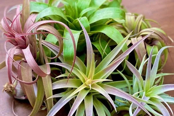 airplants.jpg