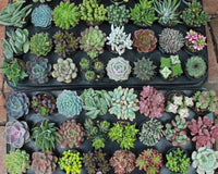 Succulents of the Month