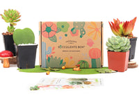 Succulents Box