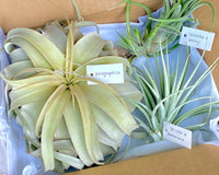 Air Plants Monthly