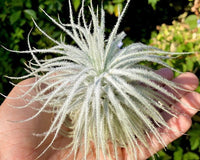 Air Plants Monthly