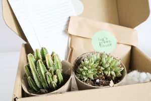 Unique Succulent Subscription For Plant Lovers 🪴