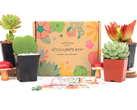 Succulents Box