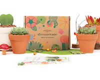 Succulents Box