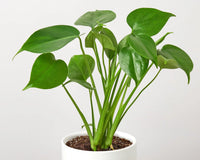 Monstera 'Split-Leaf'