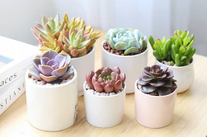 Succulents Box