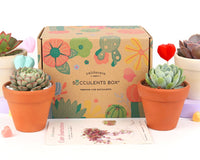 Succulents Box