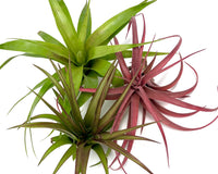 Air Plants Monthly