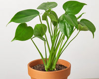 Monstera 'Split-Leaf'