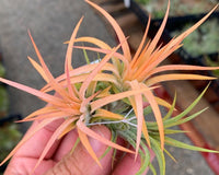 Air Plants Monthly