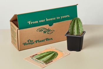 Cactus Box