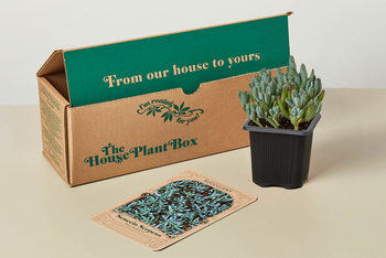 Succulent Box